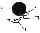 T3s.bmp (6280 bytes)